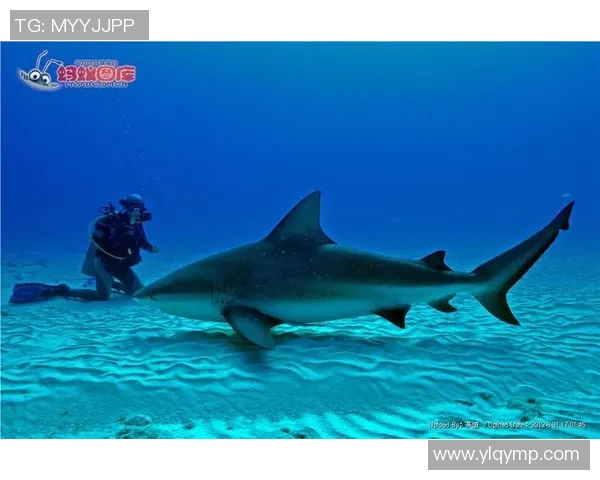 南海鲨鱼与惠灵顿圣徒的激烈对决揭示了球队实力与战术的较量 南海鲨鱼与惠灵顿圣徒的激烈对决揭示了球队实力与战术的较量